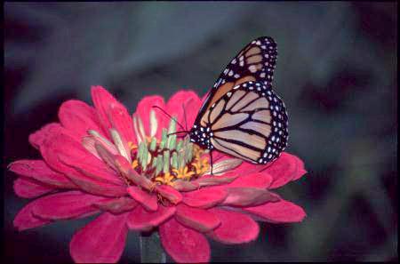 butterfly1.jpg, 16212 bytes, 11/19/1999