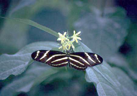 butterfly3.jpg, 15419 bytes, 11/19/1999
