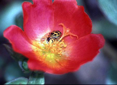 ladybug1.jpg, 23067 bytes, 11/19/1999