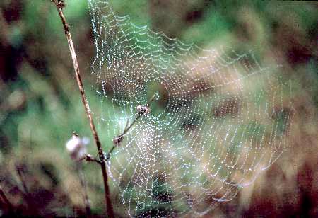 spiderweb.jpg, 24646 bytes, 11/19/1999